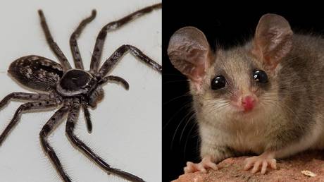 (L) Huntsman spider © Pixabay (R) Pygmy possum © Flickr