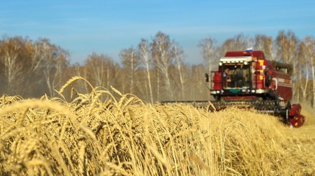 Wheat gets harvested in Russia's Novosibirsk region in October 2018.