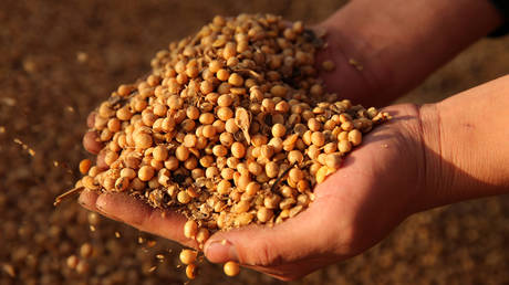 Soybeans © Reuters
