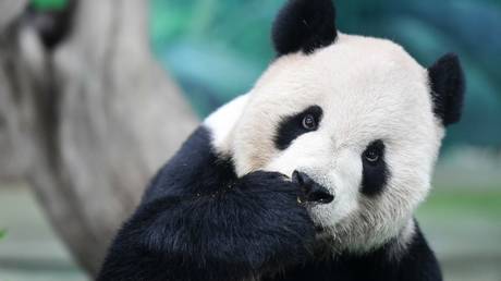 FILE PHOTO: Giant panda at Taipei Zoo, China's Taiwan © Global Look Press / Chen Bin