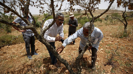 FILE POHTO. A Palestinian farmer shows the damage to his land, he said was caused by Israeli settlers' attack. ©REUTERS / Mohamad Torokman