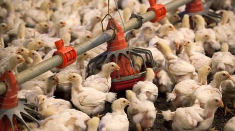 Chickens feed from a row of feed bins at C&A Farms in Fairmont, North Carolina, US. File photo.