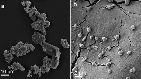 Scanning electron microscopy (SEM) images of meteorite fragments consumed by M. sedula. ©  Springer Nature / Scientific Reports / Tetyana Milojevic et al