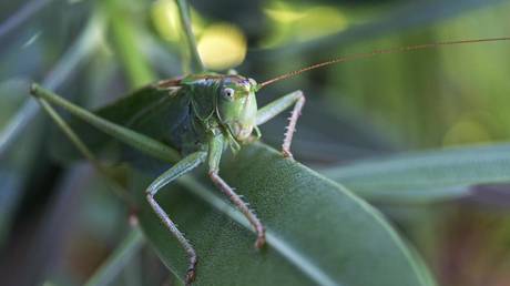 File photo © GlobalLookPress/imageBROKER.com/Harry Laub