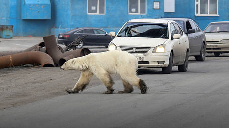 a polar bear walks the streets in Norilsk, Russia © Reuters / Stringer