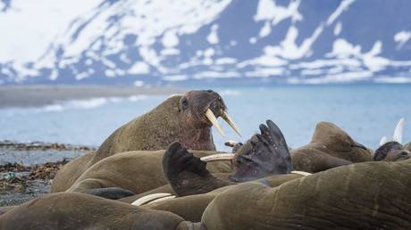 Everyone except US: Experts praise joint efforts at Arctic Forum