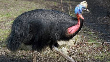 Giant flightless bird RIPS its Florida owner to death with dagger-like talons