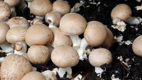 ‘Magic mushrooms’ on par with LSD & heroin now legal in Denver