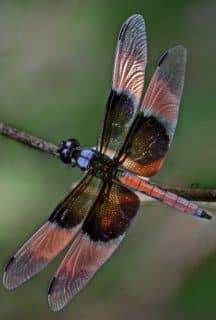 Dragonflies: Magical Mosquito Marauders