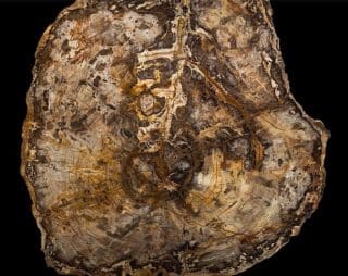 A 16 Million Year-Old Sequoia Tells Tales