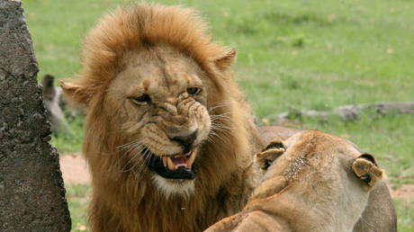 Entire pride of lions BUTCHERED in South Africa & body parts harvested for BLACK MAGIC