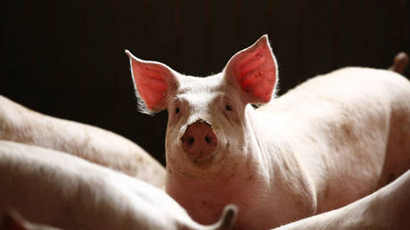 Quarter of world pig population could be wiped out this year alone, animal health expert warns