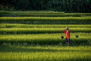 NEO – China’s long march to total food security