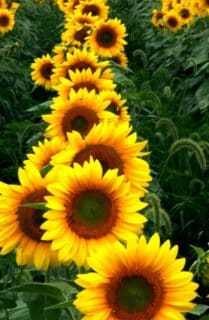 Why Do Sunflowers Always Watch the Sun?