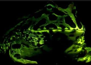 Amphibians: Fluorescent in Blue Light