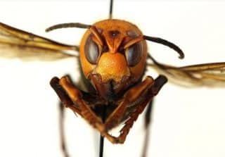 Have You Heard About the ‘Murder Hornets?’