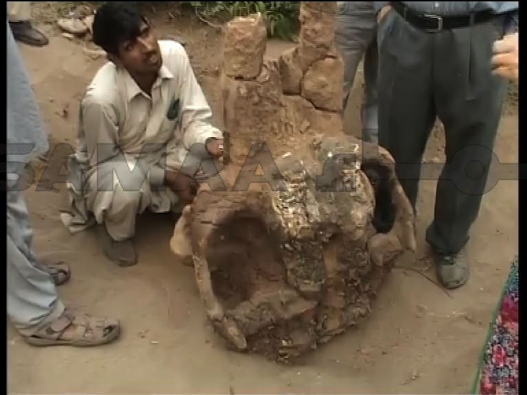 پاکستان سے ساڑھے پانچ کروڑ سال پرانی چڑیل مچھلی کی باقیات دریافت