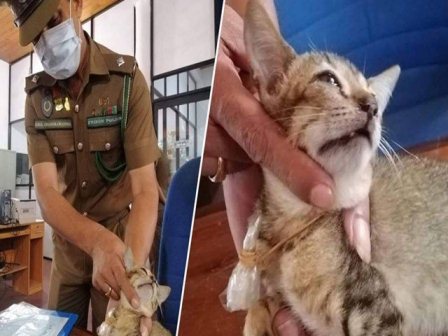 سری لنکا: جیل میں منشیات پہنچانے کے لیے بلی کا استعمال، گرفتار بلی چکما دے کر فرار