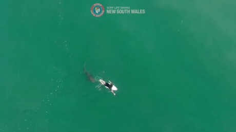 آسٹریلیا کے کھلے سمندر میں تیراکی مقابلہ: شارک حملے میں تیراک بال بال بچا (ویڈیو)۔