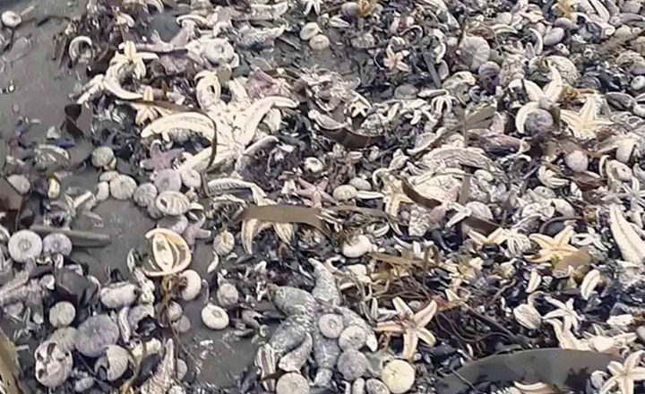روس کا سیاحتی جزیرہ نما ساحلی مقام سمندری حیات کا قبرستان بن گیا، ہزاروں ہلاک، تحقیقات شروع