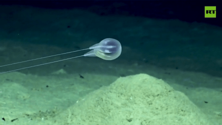 سمندروں کی گہرائی میں نئی دلکش آبی مخلوق کی دریافت – ویڈیو