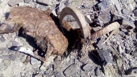 بلوچستان: زامران میں مارخوروں کی پُراسرار ہلاکت