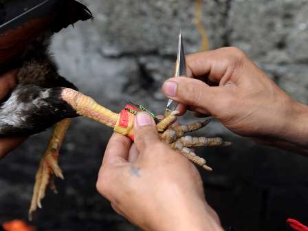 ہندوستان میں مرغوں کی لڑائی میں پنجوں سے بندھا بلیڈ لگنے سے مالک خود ہلاک: مرغا عدالت میں بطور ملزم پیش