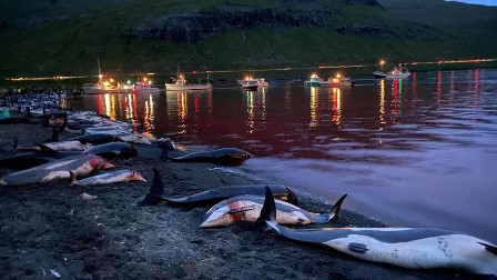 ڈنمارک میں کلچر کے نام پر جہالت کا ناچ: رواں برس حد درجہ 1428 ڈولفن کی نسل کشی، مارنے کے بعد دفن، علاقائی سمندری ماحول کو خطرہ لاحق