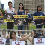 جنوبی کوریا: کتے کھانے پر پابندی لگانے کا عندیا